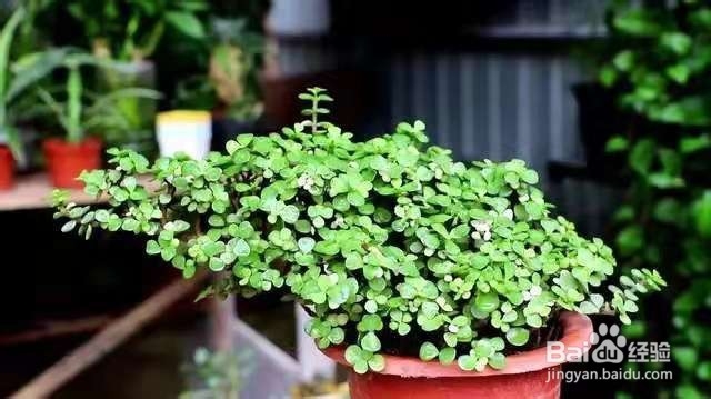 金枝玉叶叶片纷纷掉落？这几点，让其恢复生机