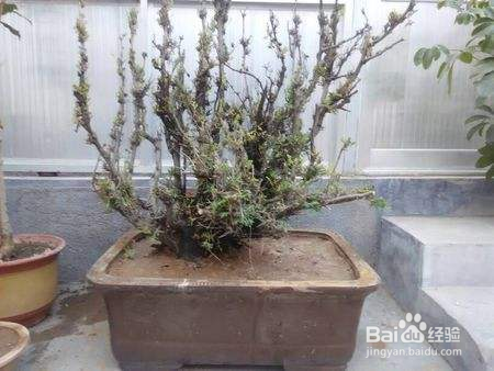 花盆土壤板结的危害以及改善的办法