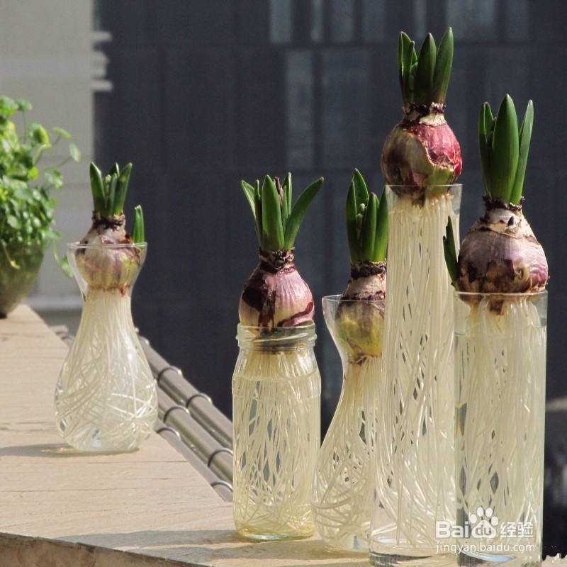 植物水培的注意事项