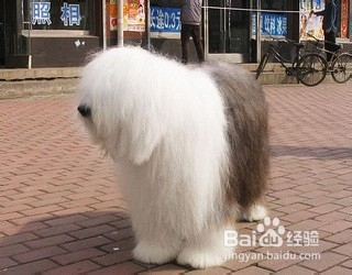 4岁的古牧怎么养