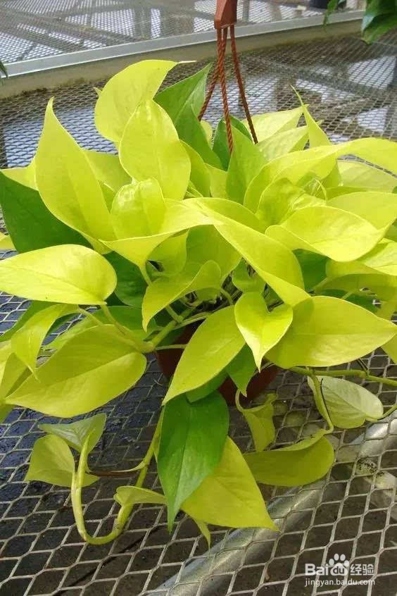 绿萝叶子发黄是什么原因