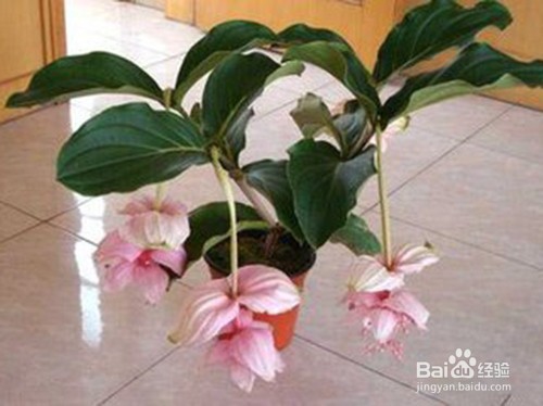 怎样养宝莲灯花
