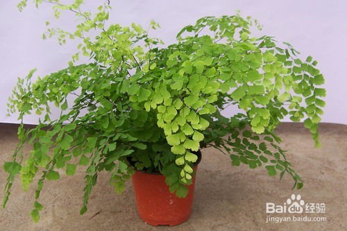室内吸毒植物有哪些