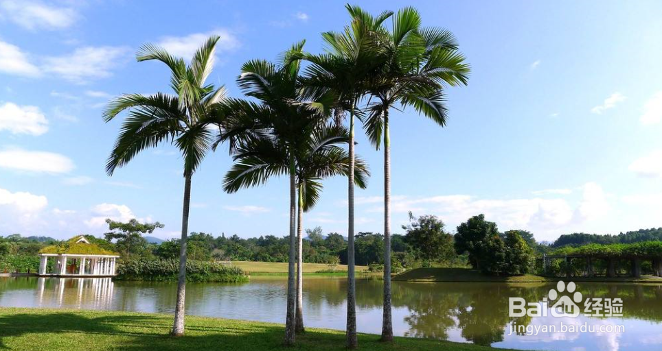 适合过年去玩的地方