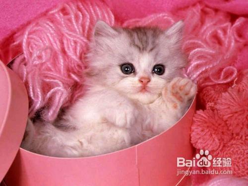 预防过敏性鼻炎应先除四害