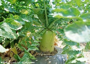 蔬菜养颜魅力十足