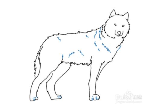 如何画一个站立的狼