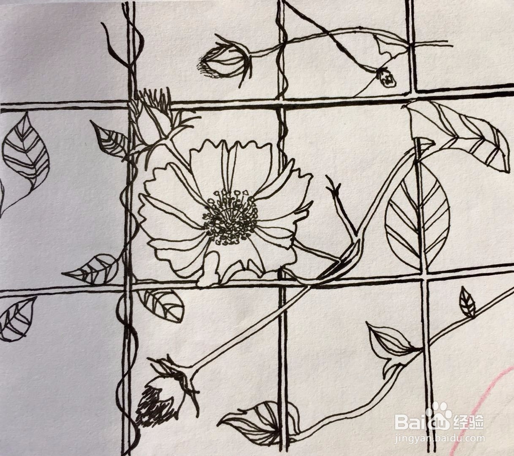 茉莉手绘之那些花儿