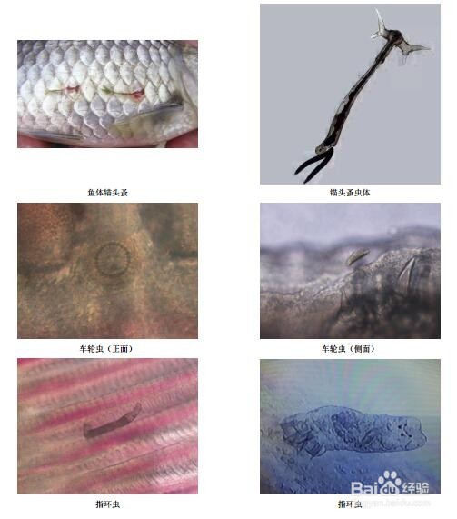 如何快速诊断鱼病