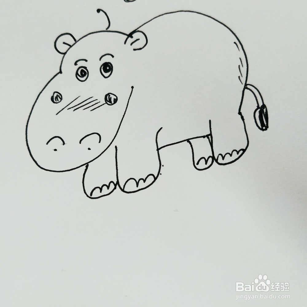 怎么来画一只卡通河马简笔画？