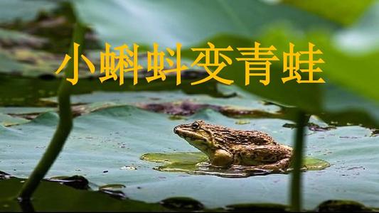 小蝌蚪变成青蛙，那么它的尾怎么消失的。