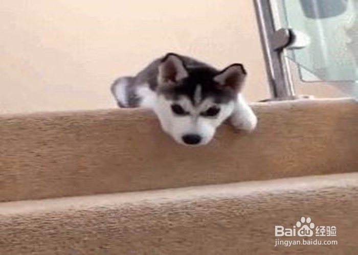 <b>怎么教狗狗下楼梯</b>
