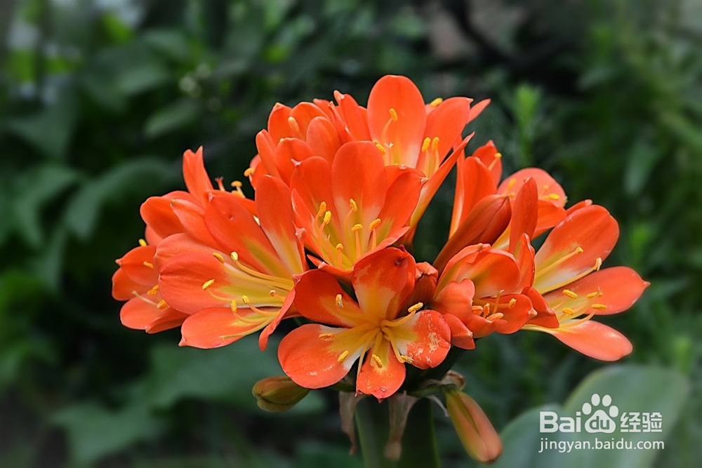 君子兰的日常养护