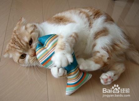 2岁成年猫换新主人该如何养?