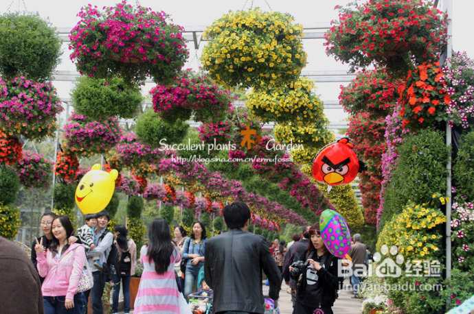 上海植物园（上）