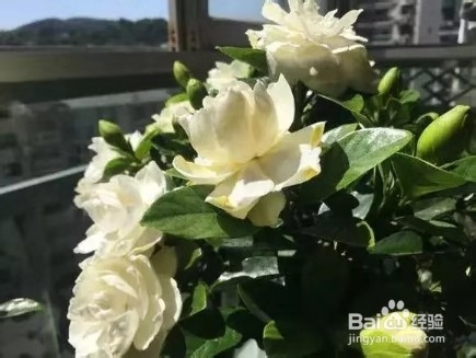 3种花比香水好闻，随便养1盆，异味跑光光