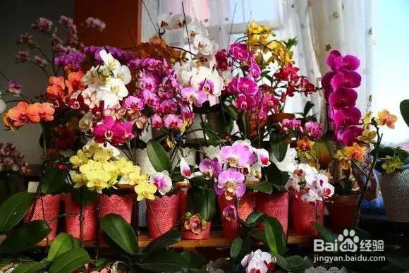 春节4种“兰花”放家里，花开芬芳比香水好闻