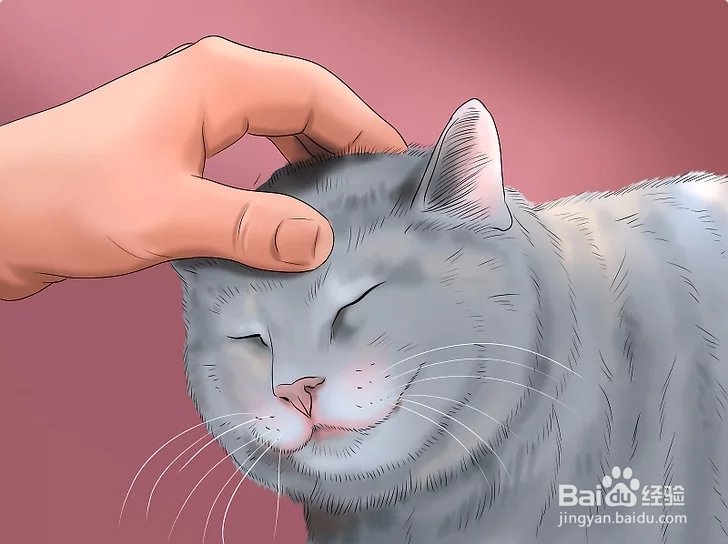 3种正确方法教你如何撸猫（图文教程）？