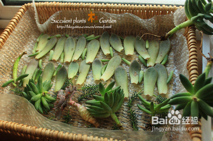 冬季也是收获的季节