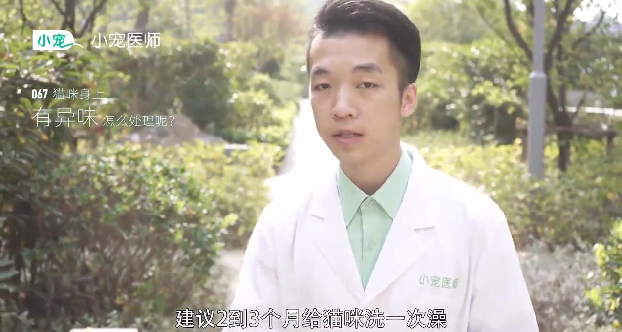 猫咪身上有异味怎么处理