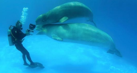 潜水的常见问题