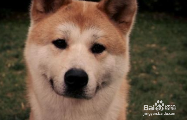 秋田犬怎么看纯不纯