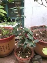 秋季盆花的管理经验