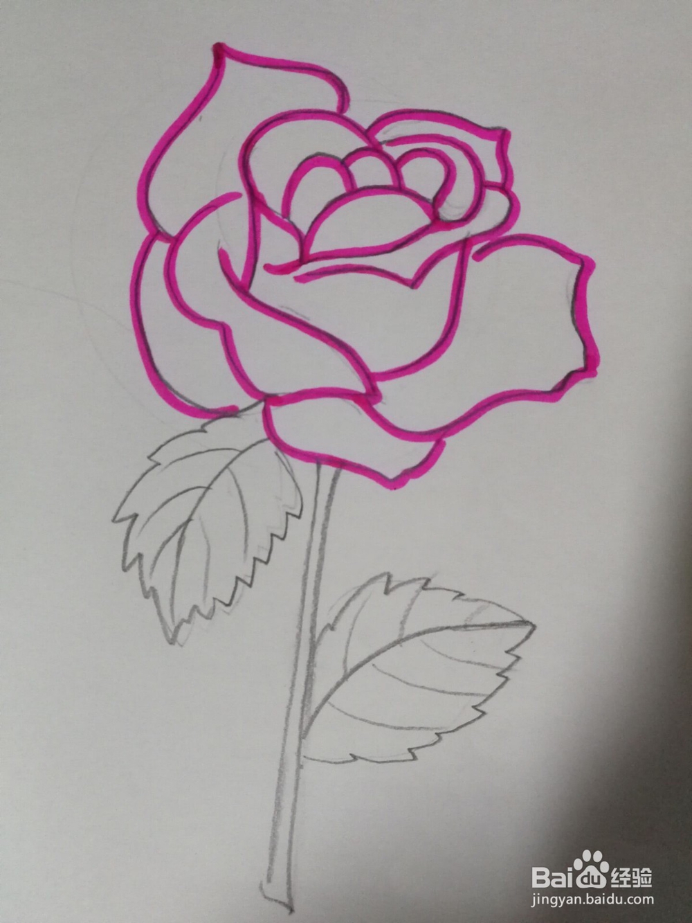 简笔画----玫瑰的画法