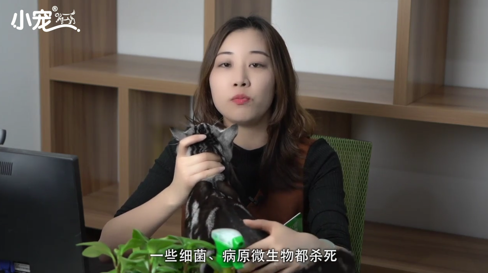 猫咪多久洗一次澡