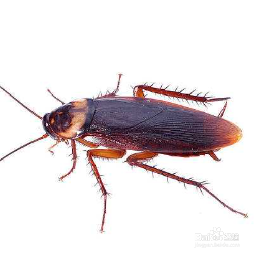 房间里有蟑螂怎么办?