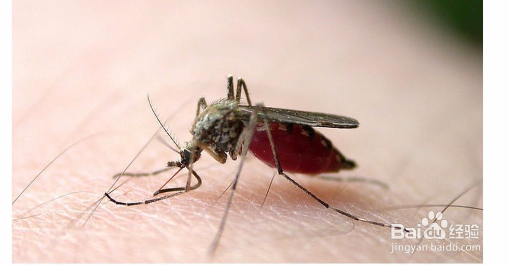 室内必备防蚊小妙招