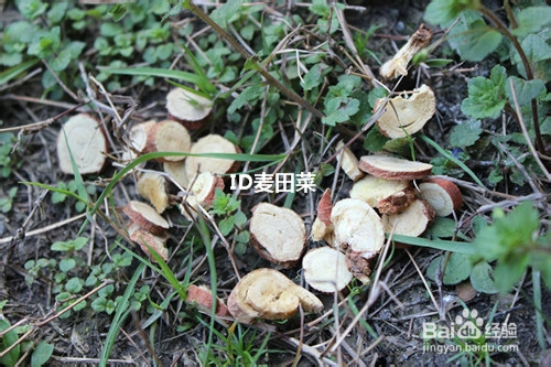 《本经》上品甘草