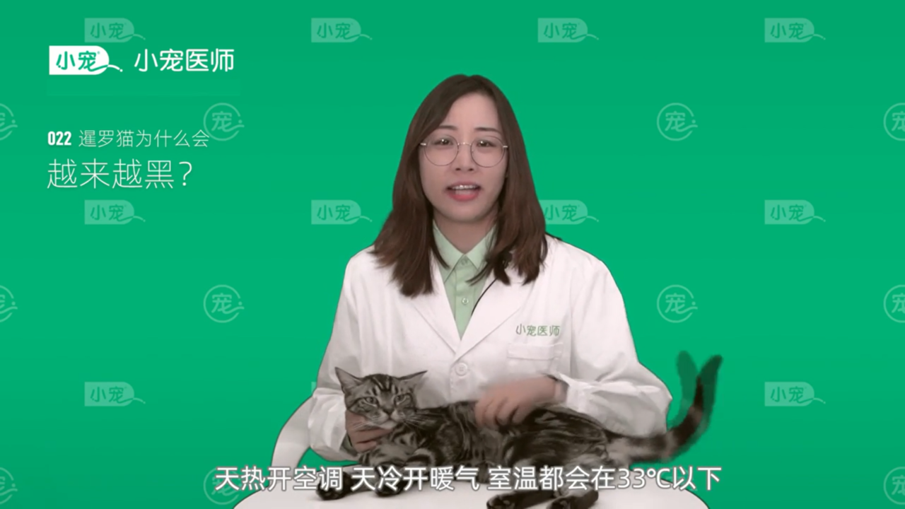 暹罗猫为什么会越来越黑