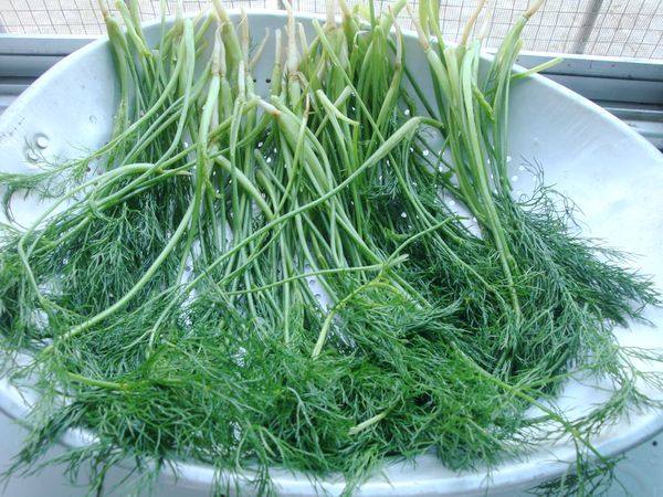 茴香肉饺的做法，快收快收！