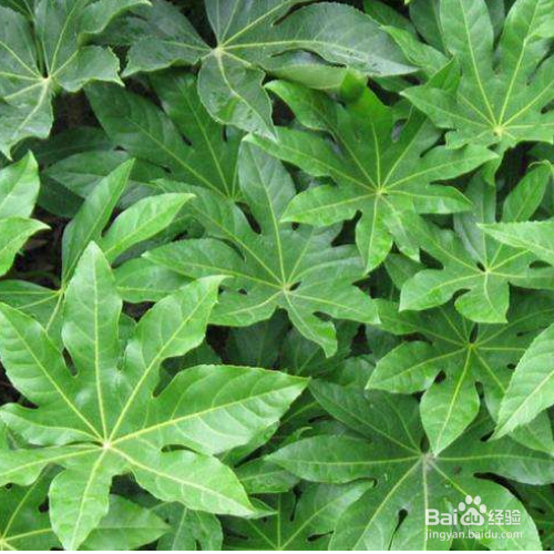 八角金盘常见虫害及其防治？