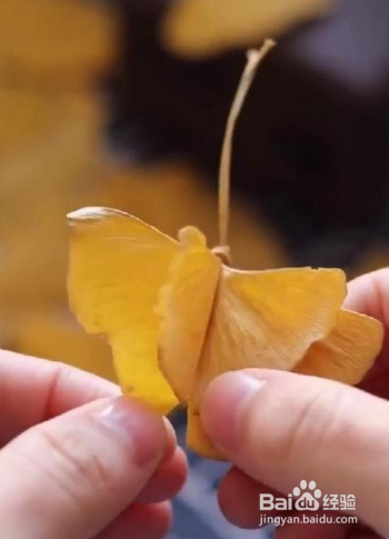 用银杏叶做蝴蝶怎么做