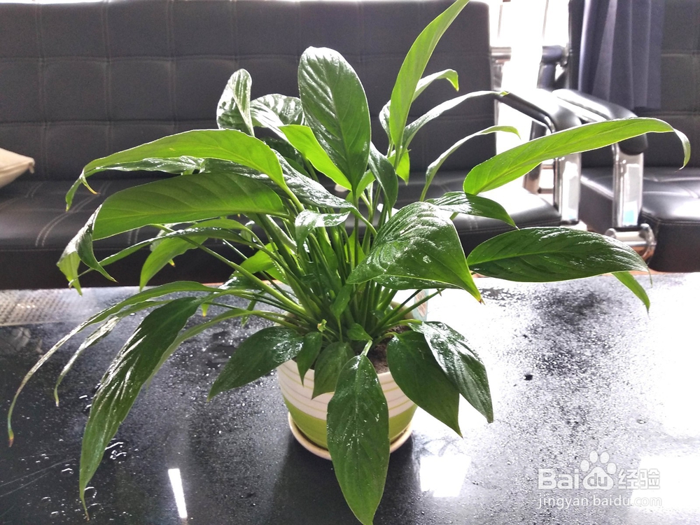 一帆风顺（白掌）开花后花变绿变黄要怎么办？