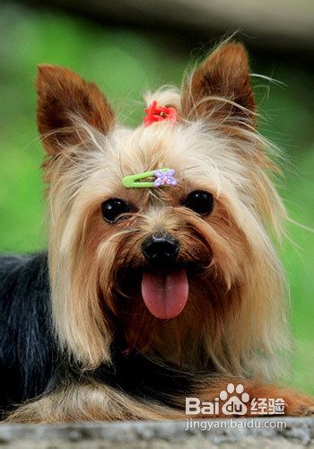 怎么处理多只狗争斗的情况