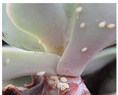 植物常见病虫害解析