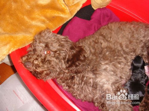 人用的药物能给贵宾狗狗用的理由