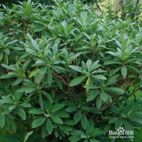 结香的作用和功效有哪些