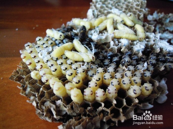 淄博到张家界自驾游