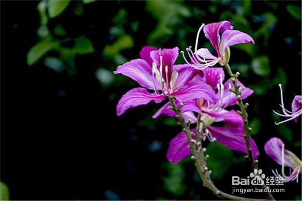 羊蹄甲的养殖小贴士