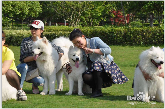 深圳怎样办理养犬证、狗证