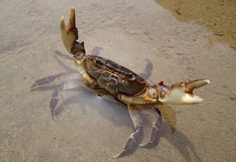 怎么做清蒸原味螃蟹,有哪些步骤呢