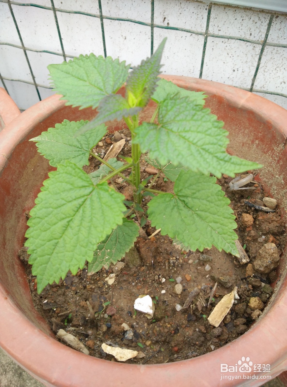 春天阳台上适合种什么蔬菜？