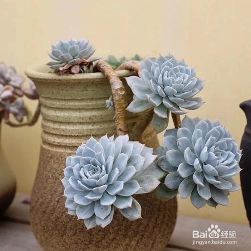 多肉植物什么是老桩？