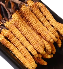 冬虫夏草回收价格高低的区别