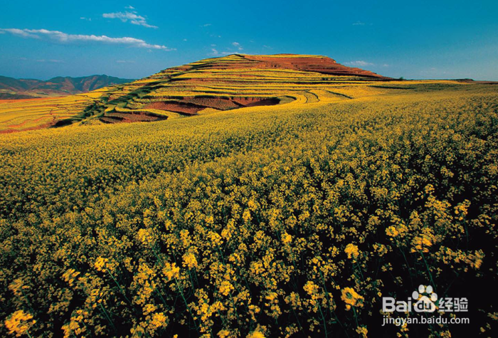 教你在罗平油菜花旅行如何选景拍照 系列5