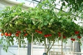番茄常用整枝方法介绍